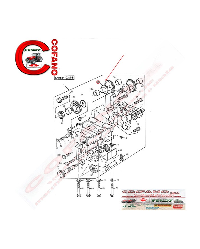 Ingranaggio peso bilanciatore Z16 Massey Ferguson - 3116K004